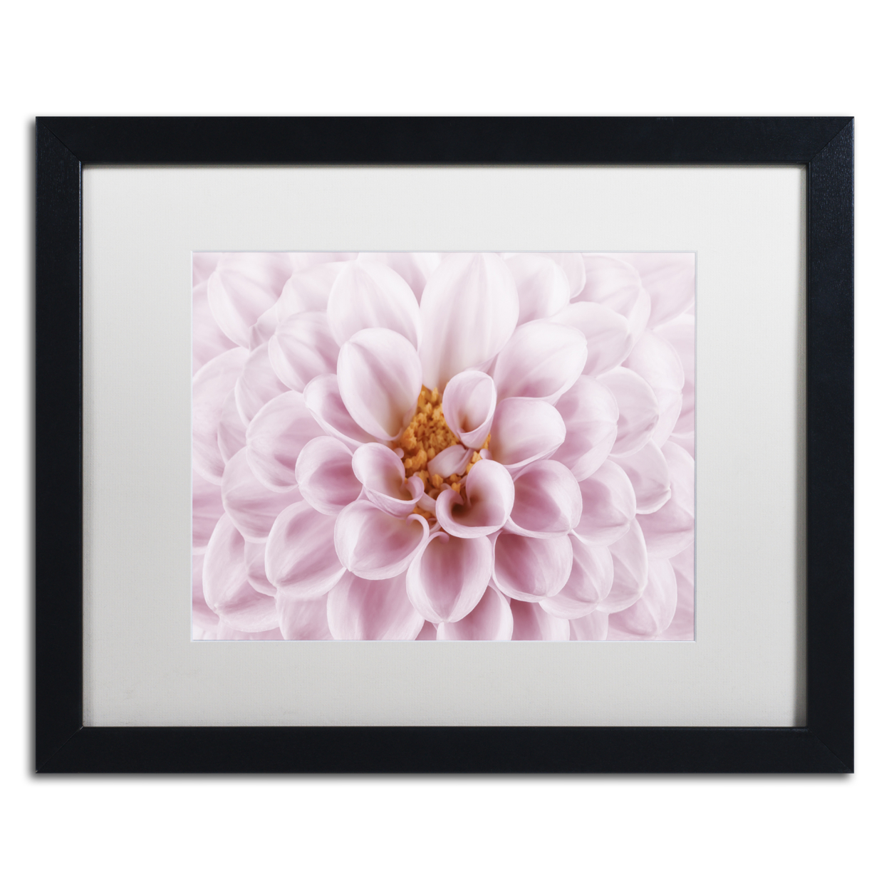 Cora Niele 'Pink Dahlia' Black Wooden Framed Art 18 X 22 Inches