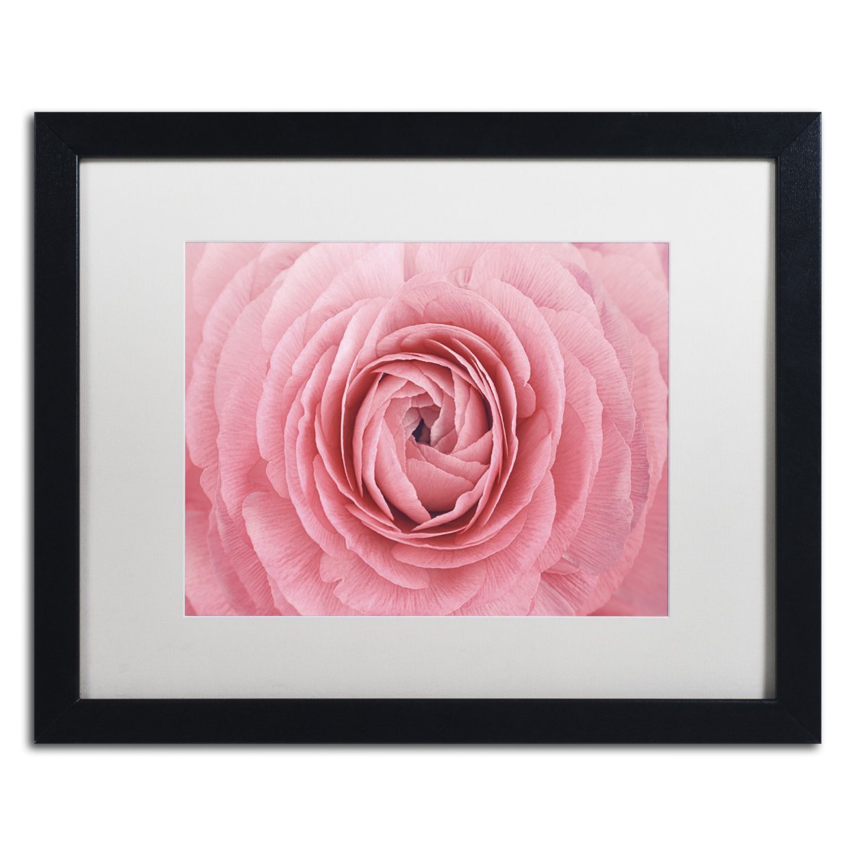 Cora Niele 'Pink Persian Buttercup Flower' Black Wooden Framed Art 18 X 22 Inches