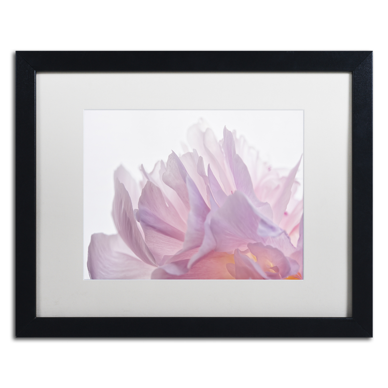Cora Niele 'Pink Peony Petals VI' Black Wooden Framed Art 18 X 22 Inches