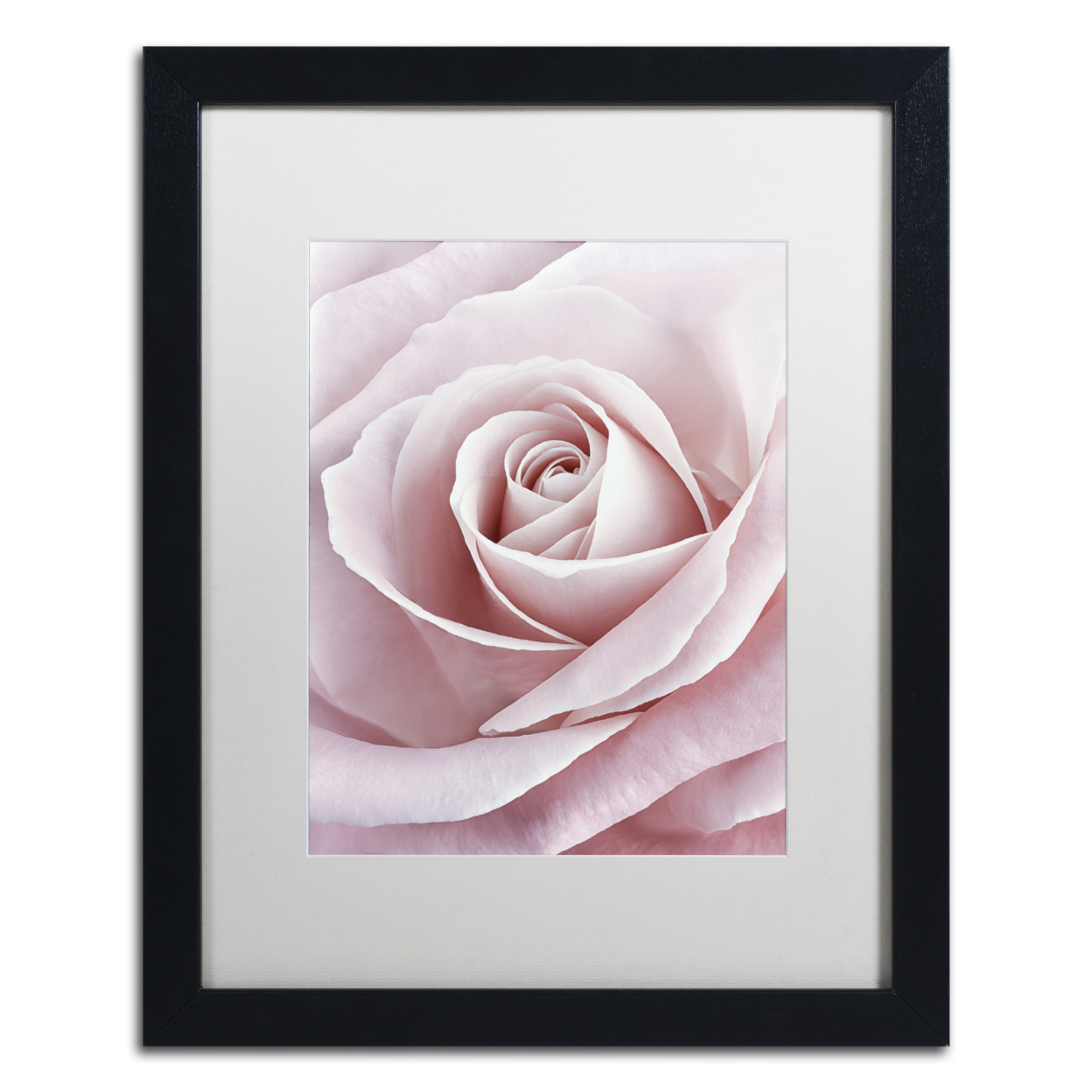 Cora Niele 'Pink Rose' Black Wooden Framed Art 18 X 22 Inches
