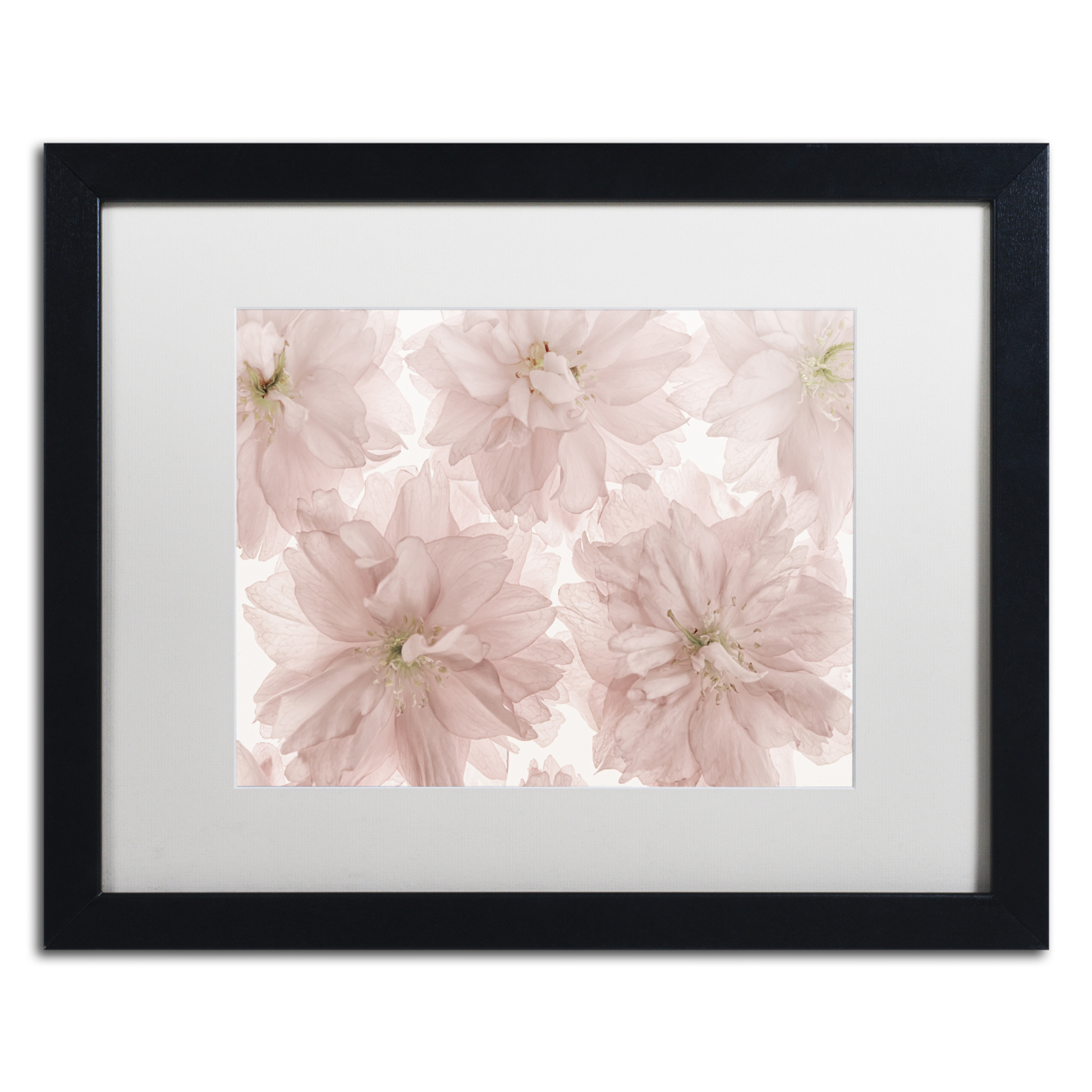 Cora Niele 'Prunus Blossom' Black Wooden Framed Art 18 X 22 Inches