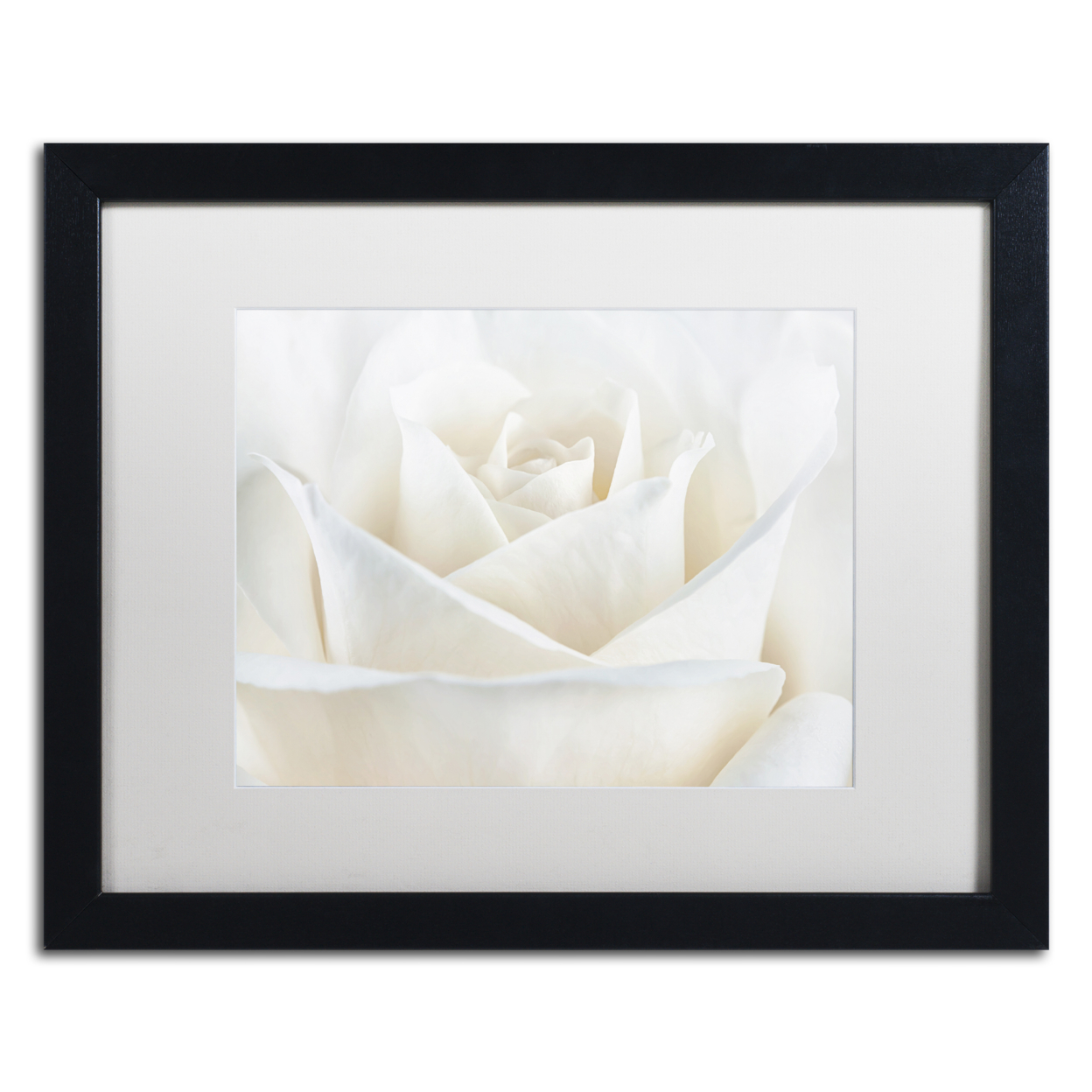 Cora Niele 'Pure White Rose' Black Wooden Framed Art 18 X 22 Inches
