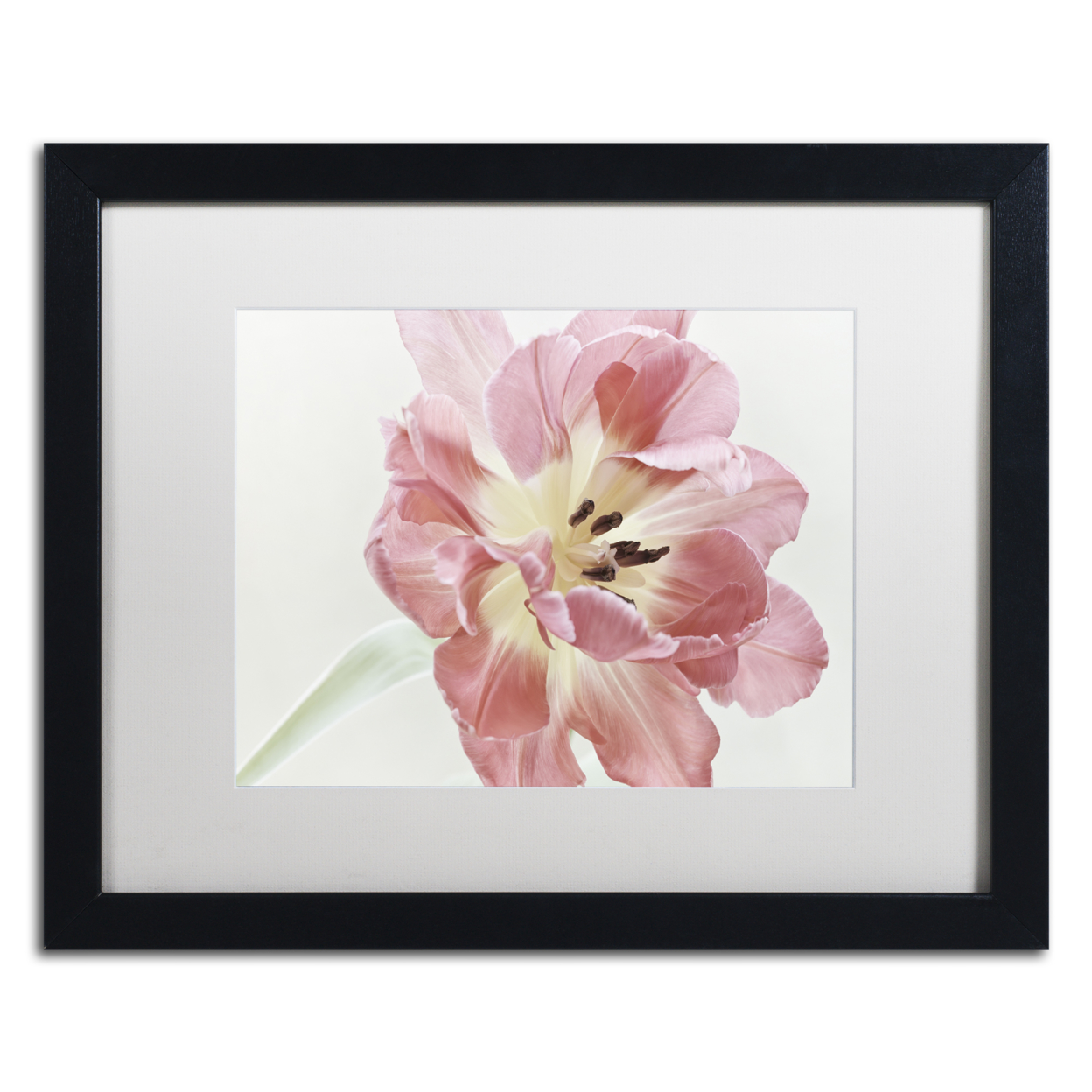 Cora Niele 'Red Tulip' Black Wooden Framed Art 18 X 22 Inches