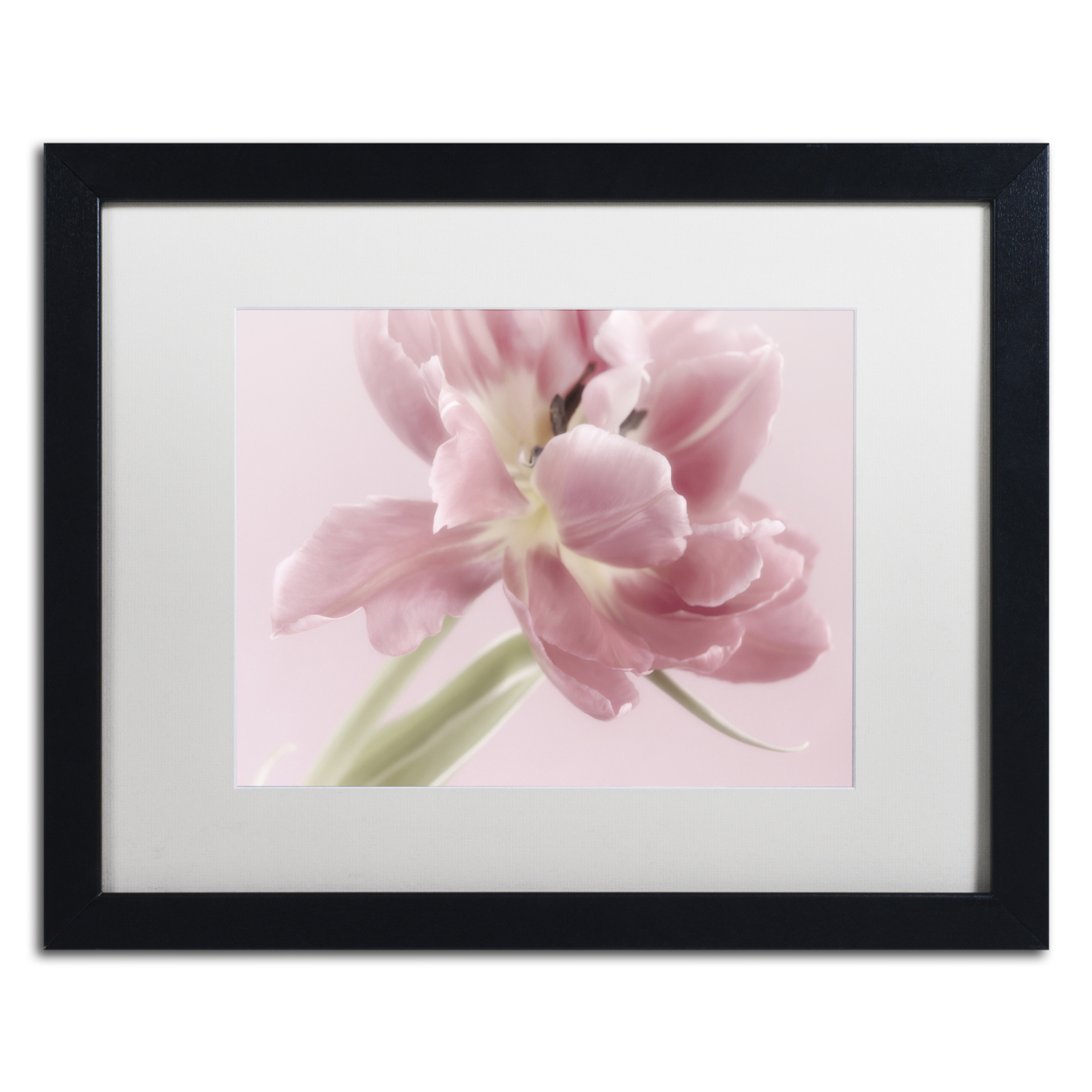 Cora Niele 'Soft Pink Tulip' Black Wooden Framed Art 18 X 22 Inches