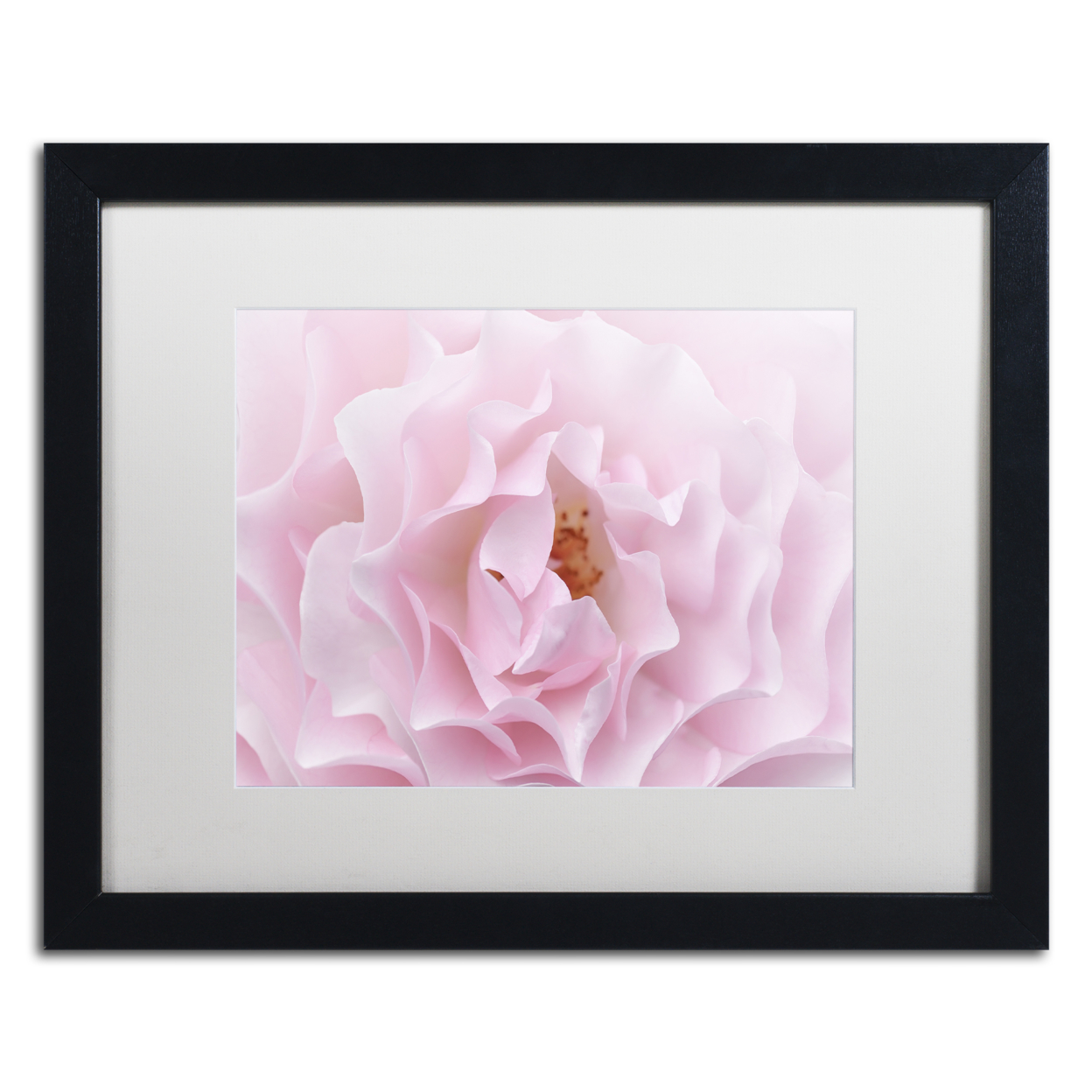 Cora Niele 'Rose Pink Rose' Black Wooden Framed Art 18 X 22 Inches