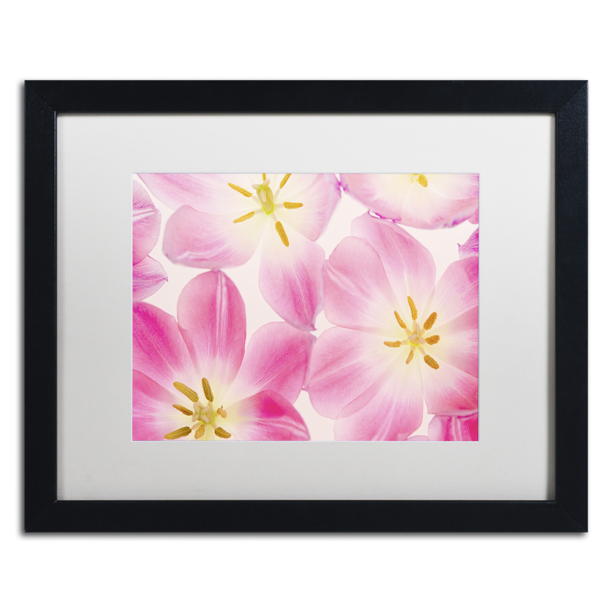 Cora Niele 'Three Cerise Pink Tulips' Black Wooden Framed Art 18 X 22 Inches