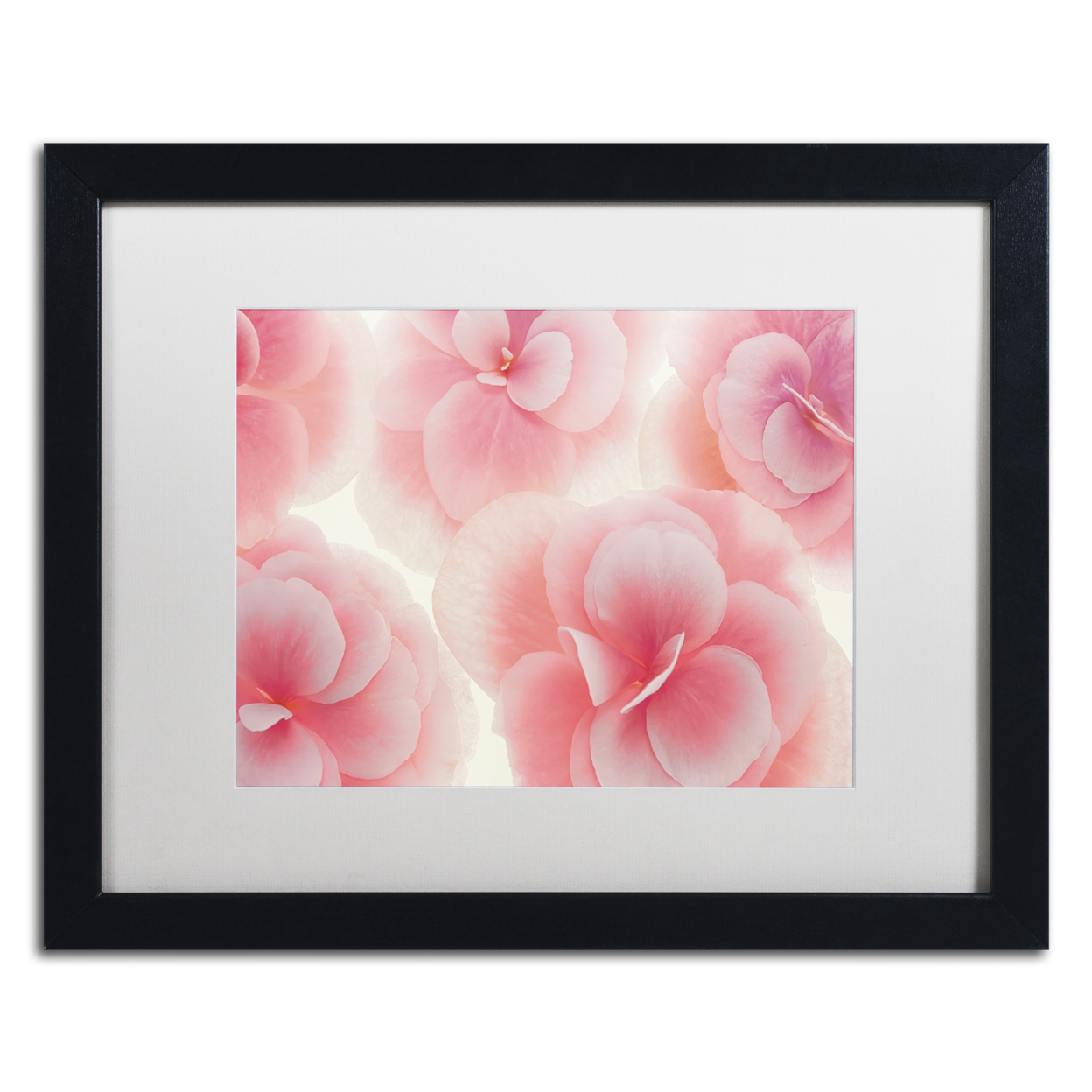 Cora Niele 'Rose Begonia Flowers' Black Wooden Framed Art 18 X 22 Inches