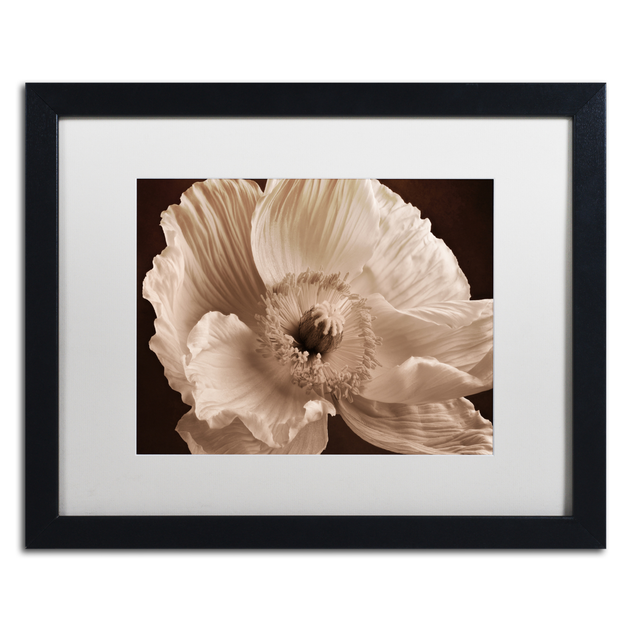 Cora Niele 'Sepia Poppy I' Black Wooden Framed Art 18 X 22 Inches