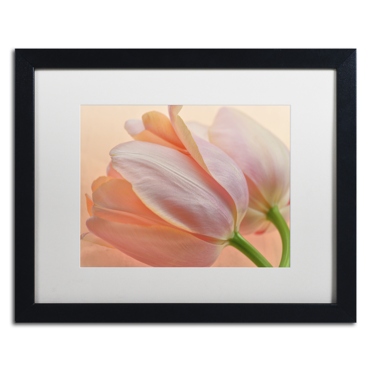 Cora Niele 'Two Orange Tulips' Black Wooden Framed Art 18 X 22 Inches