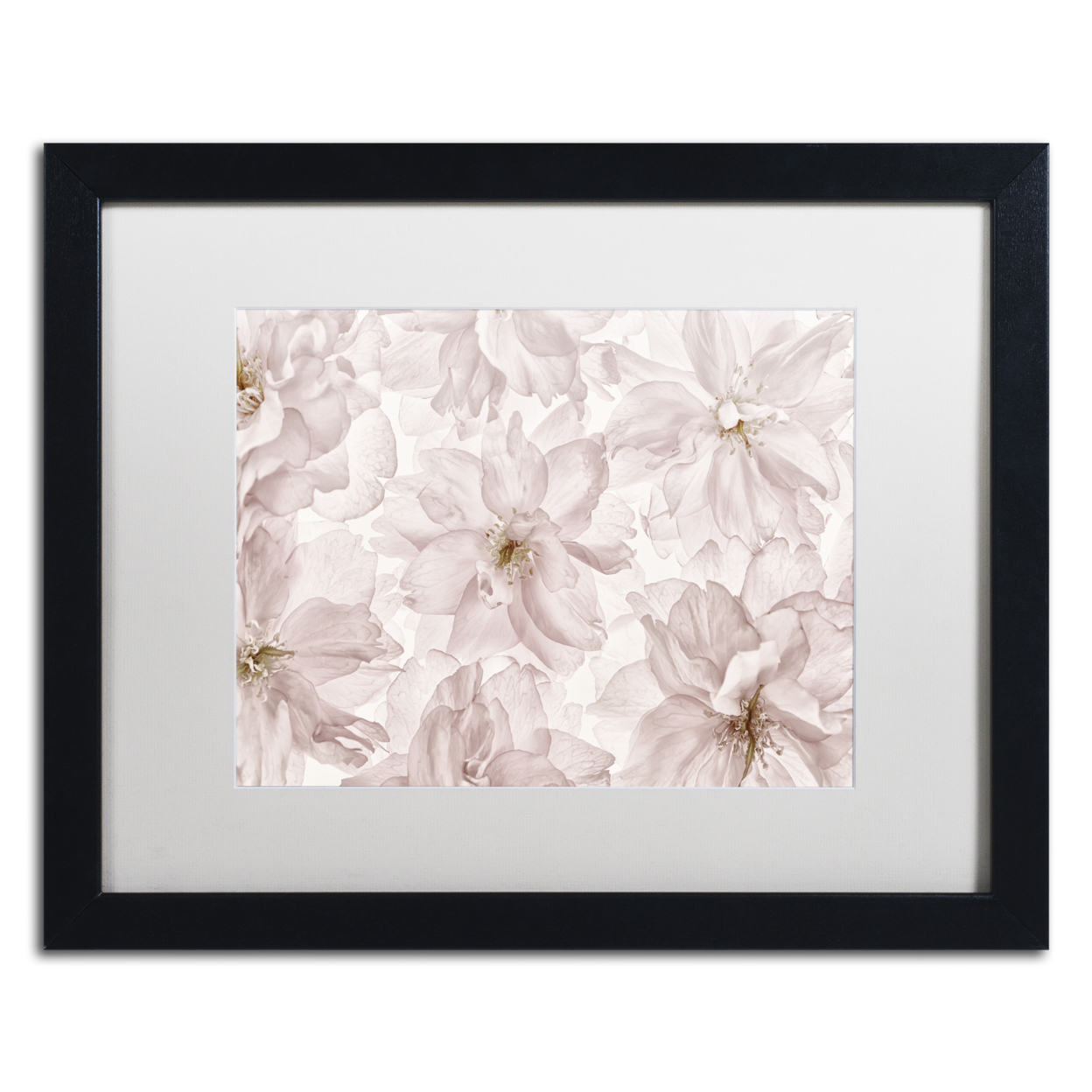 Cora Niele 'Translucent Cherry Blossom' Black Wooden Framed Art 18 X 22 Inches