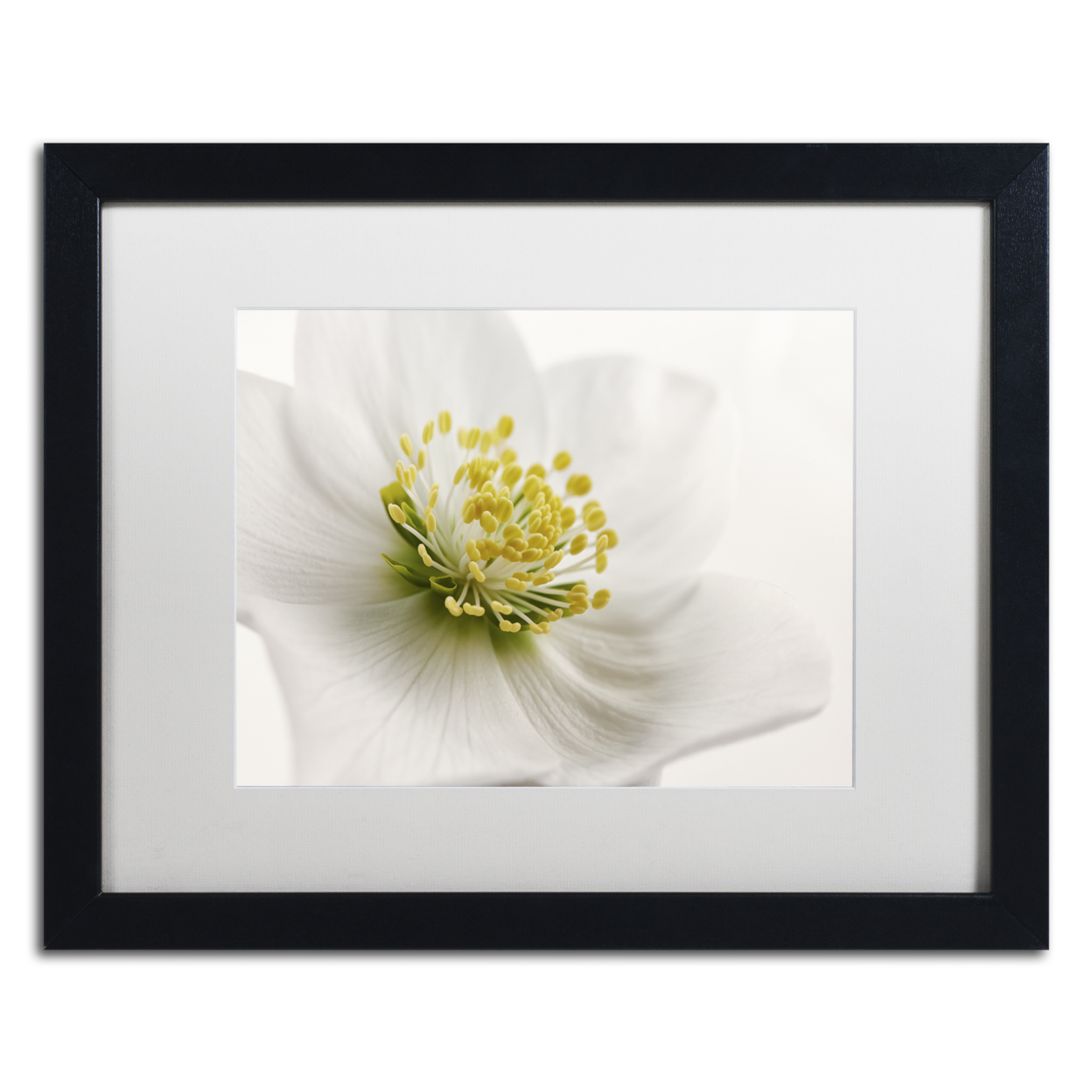 Cora Niele 'White Helleborus' Black Wooden Framed Art 18 X 22 Inches
