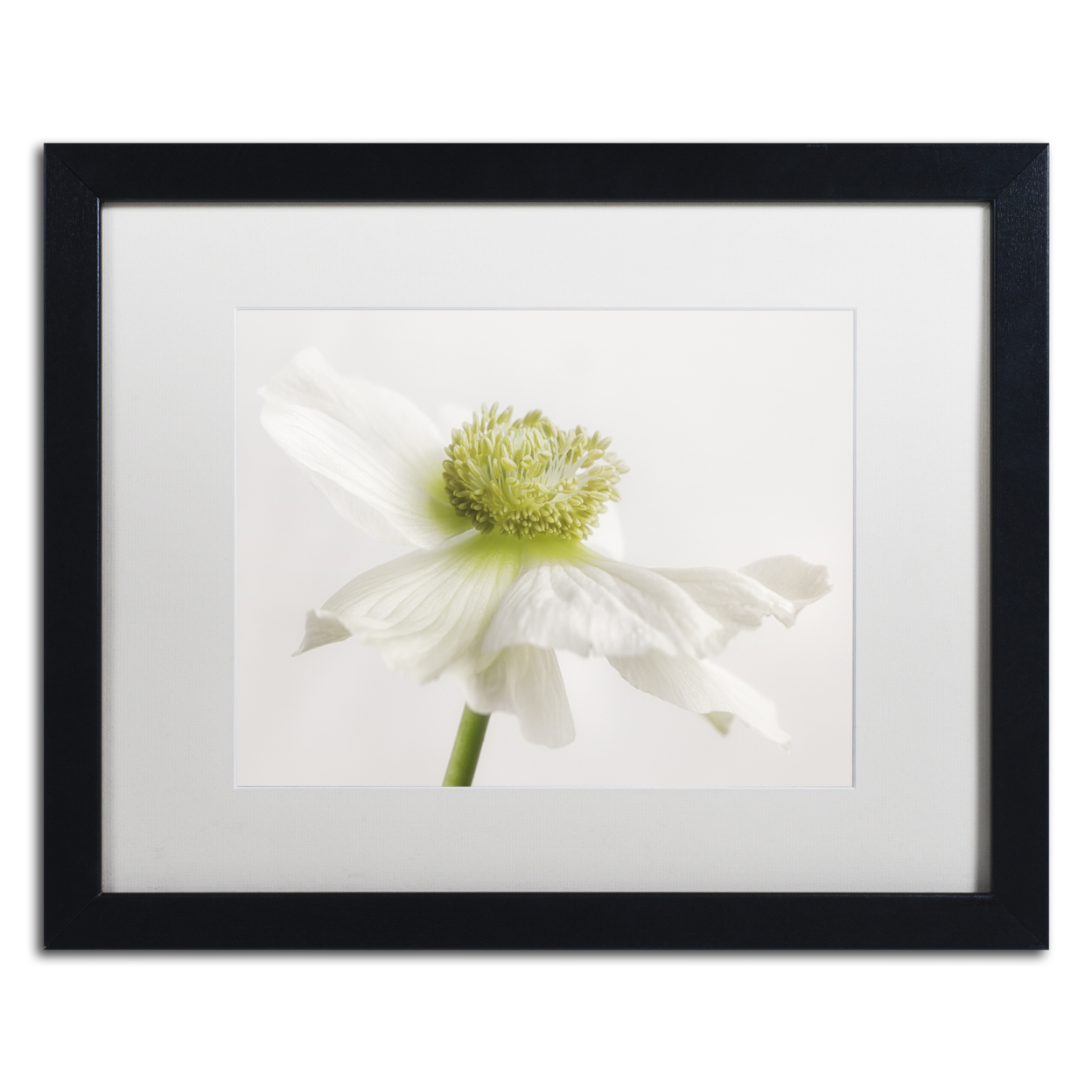 Cora Niele 'White Anemone Flower' Black Wooden Framed Art 18 X 22 Inches