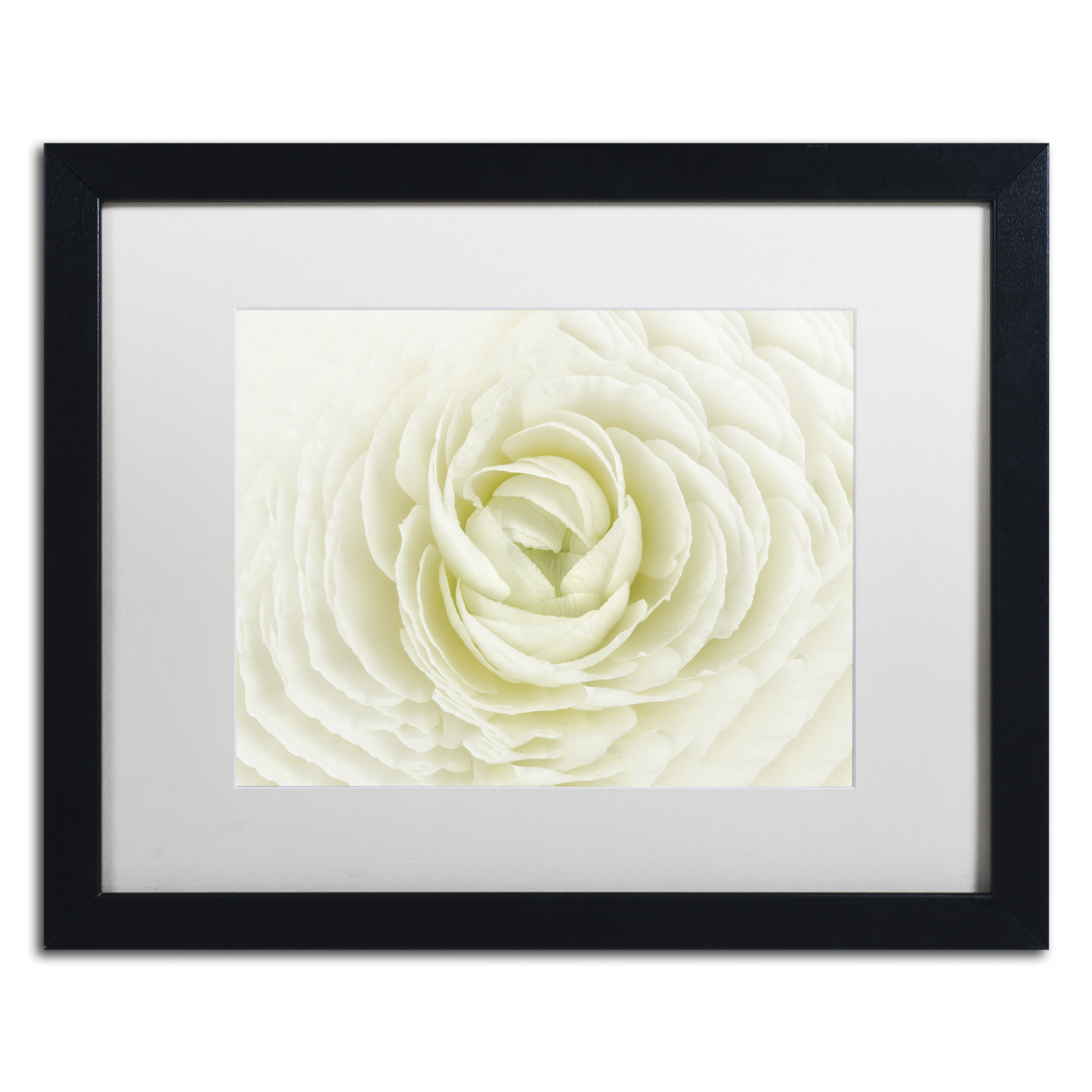 Cora Niele 'White Persian Buttercup' Black Wooden Framed Art 18 X 22 Inches