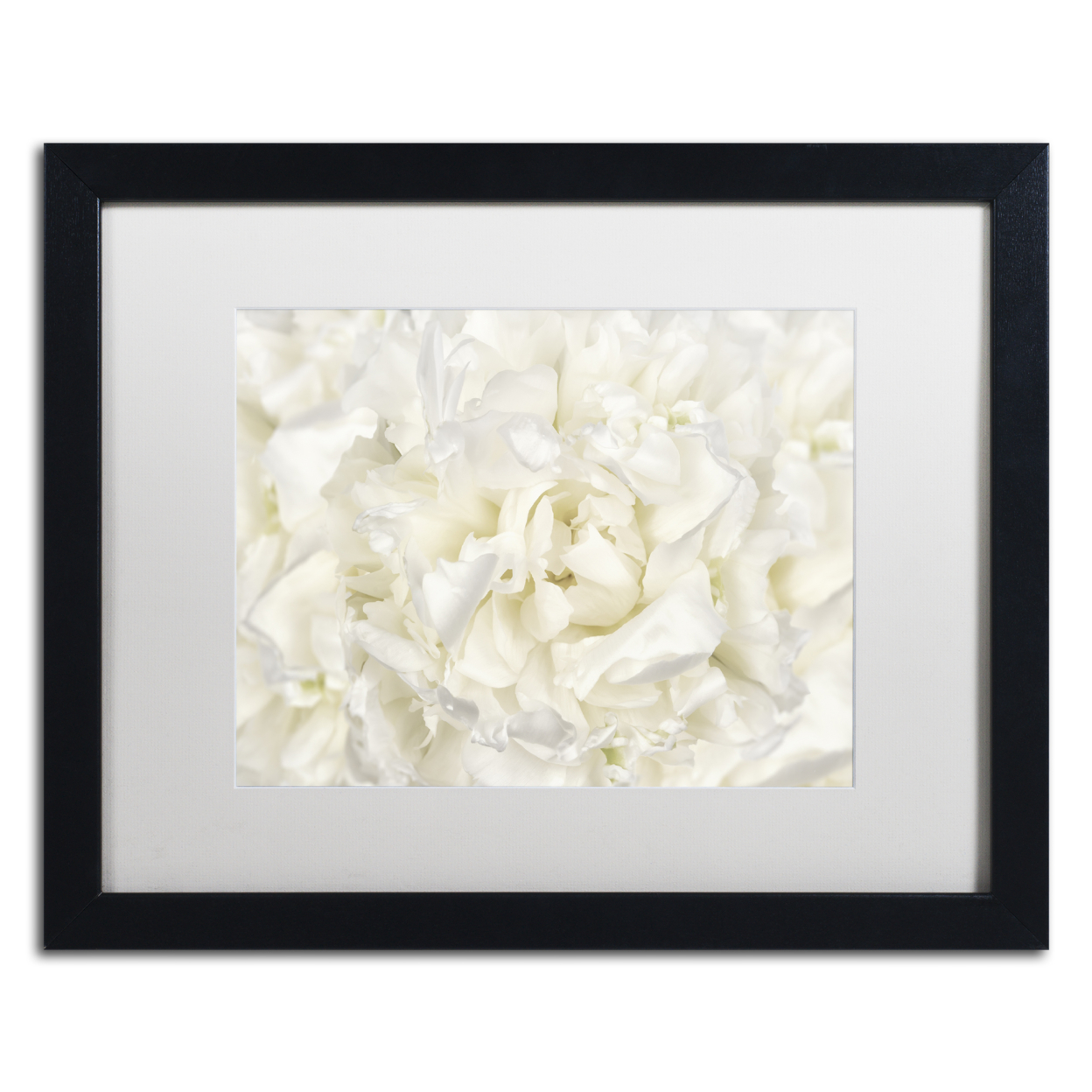 Cora Niele 'White Peony Flower' Black Wooden Framed Art 18 X 22 Inches