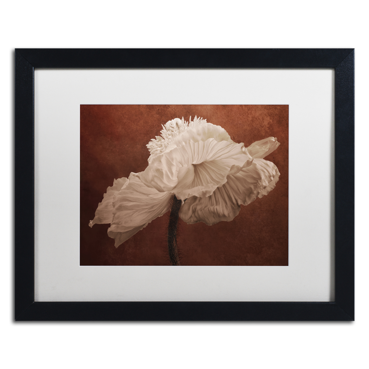 Cora Niele 'White Poppy' Black Wooden Framed Art 18 X 22 Inches