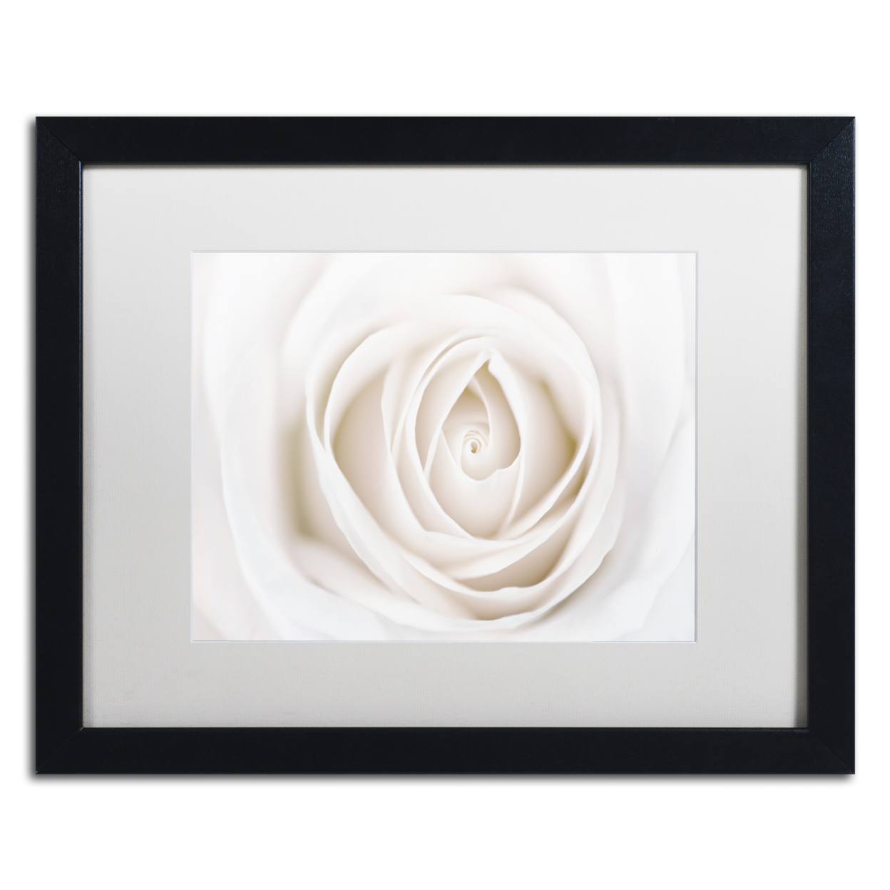 Cora Niele 'White Rose' Black Wooden Framed Art 18 X 22 Inches