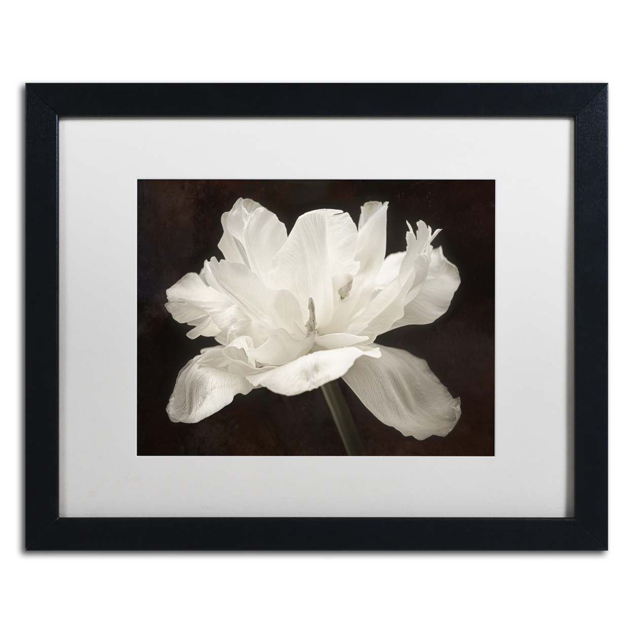 Cora Niele 'White Tulip I' Black Wooden Framed Art 18 X 22 Inches