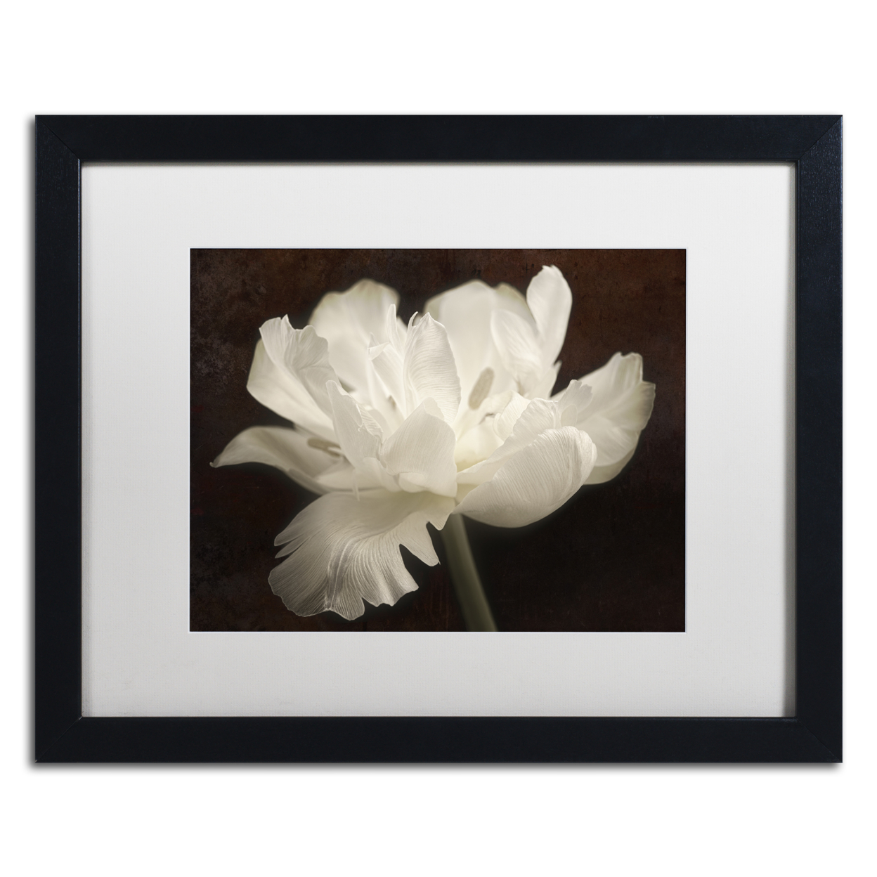 Cora Niele 'White Tulip II' Black Wooden Framed Art 18 X 22 Inches