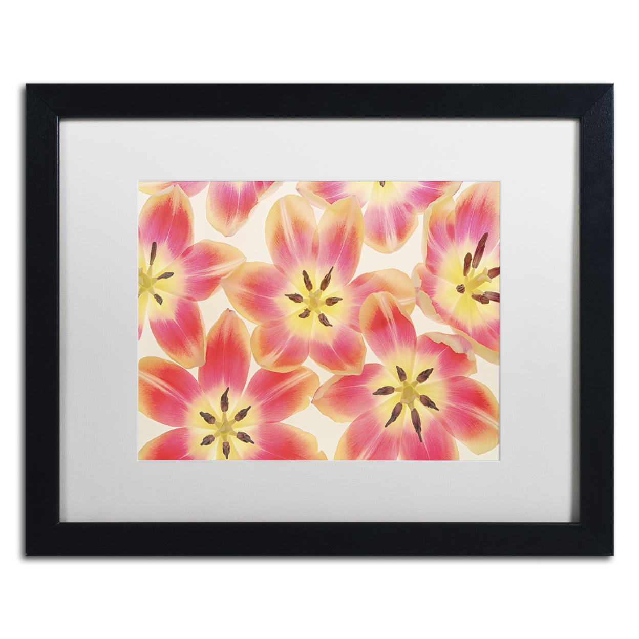 Cora Niele 'Yellow And Coral Red Tulips' Black Wooden Framed Art 18 X 22 Inches