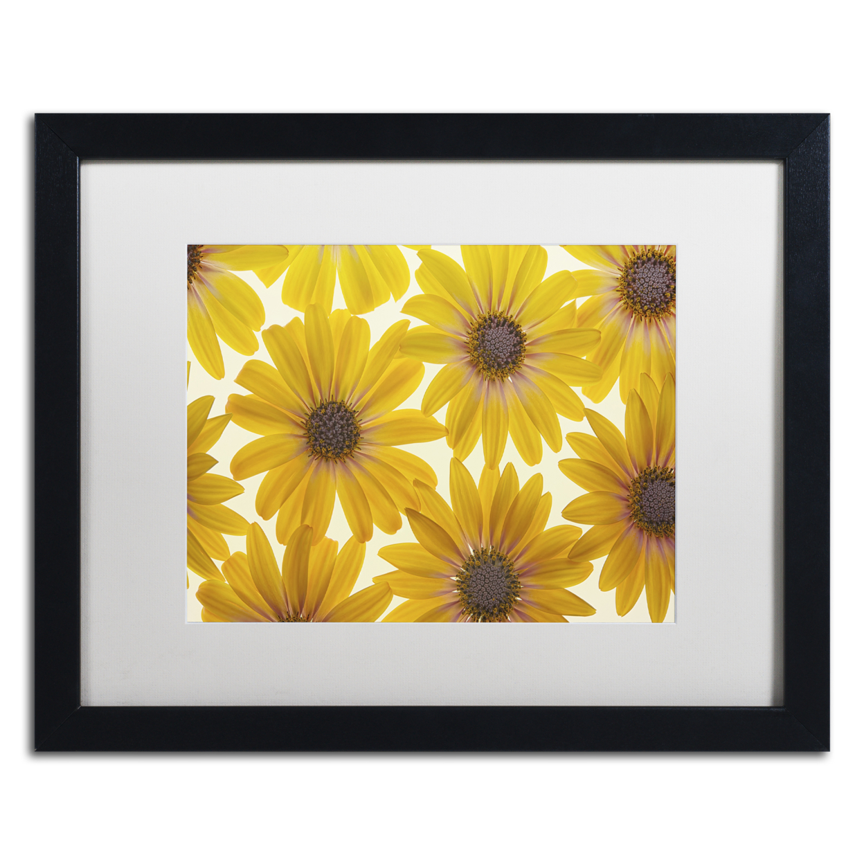 Cora Niele 'Yellow Cape Daisies' Black Wooden Framed Art 18 X 22 Inches