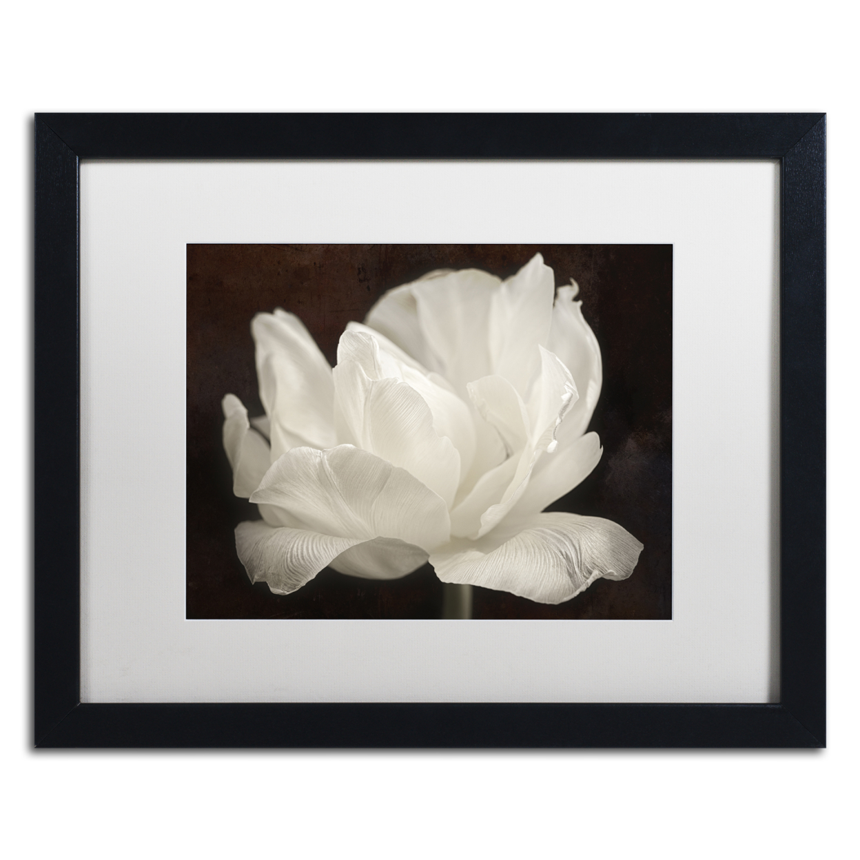 Cora Niele 'White Tulip III' Black Wooden Framed Art 18 X 22 Inches