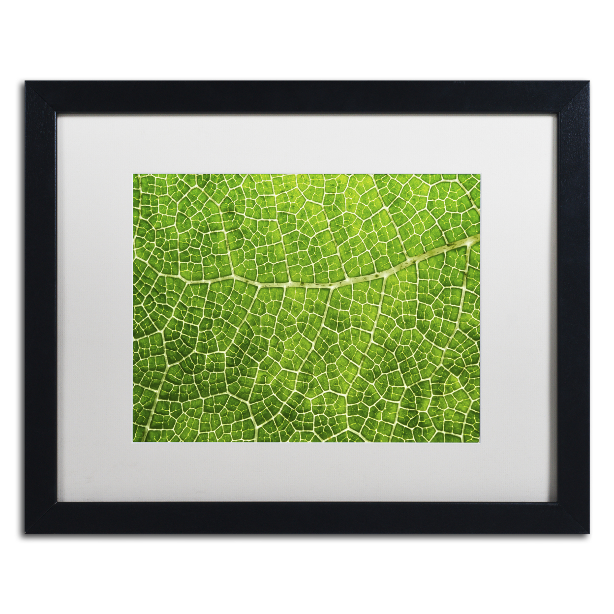 Cora Niele 'Green Leaf Texture' Black Wooden Framed Art 18 X 22 Inches