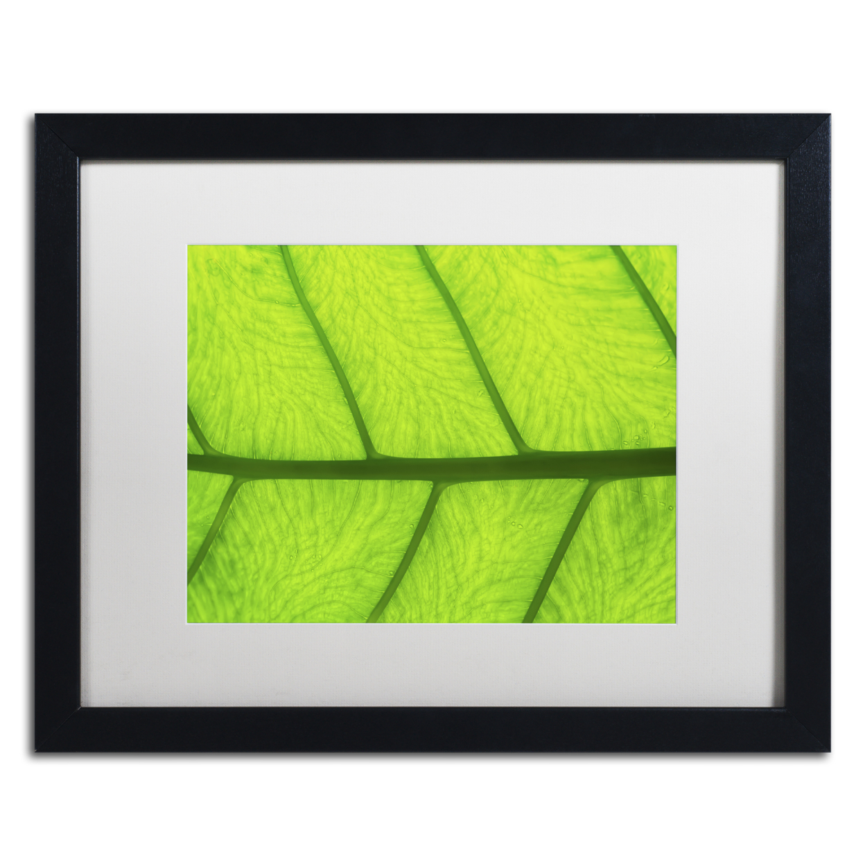 Cora Niele 'Leaf Texture III' Black Wooden Framed Art 18 X 22 Inches