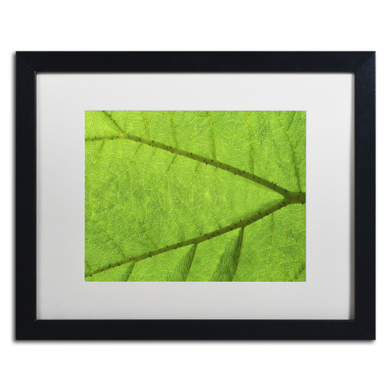 Cora Niele 'Leaf Texture IV' Black Wooden Framed Art 18 X 22 Inches