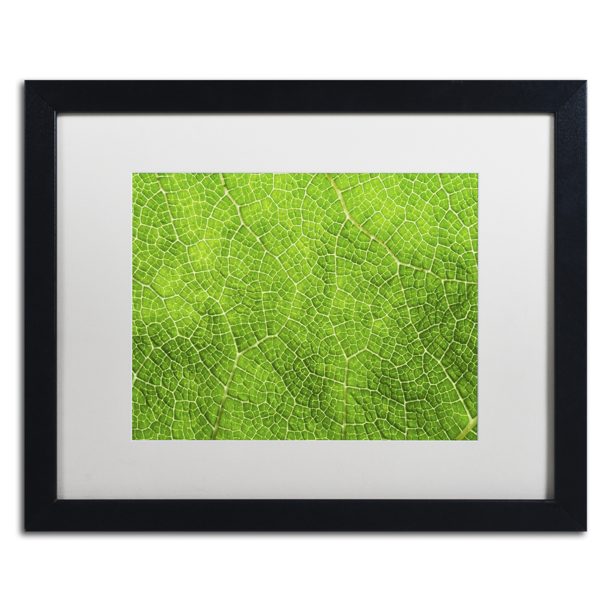 Cora Niele 'Leaf Texture VII' Black Wooden Framed Art 18 X 22 Inches
