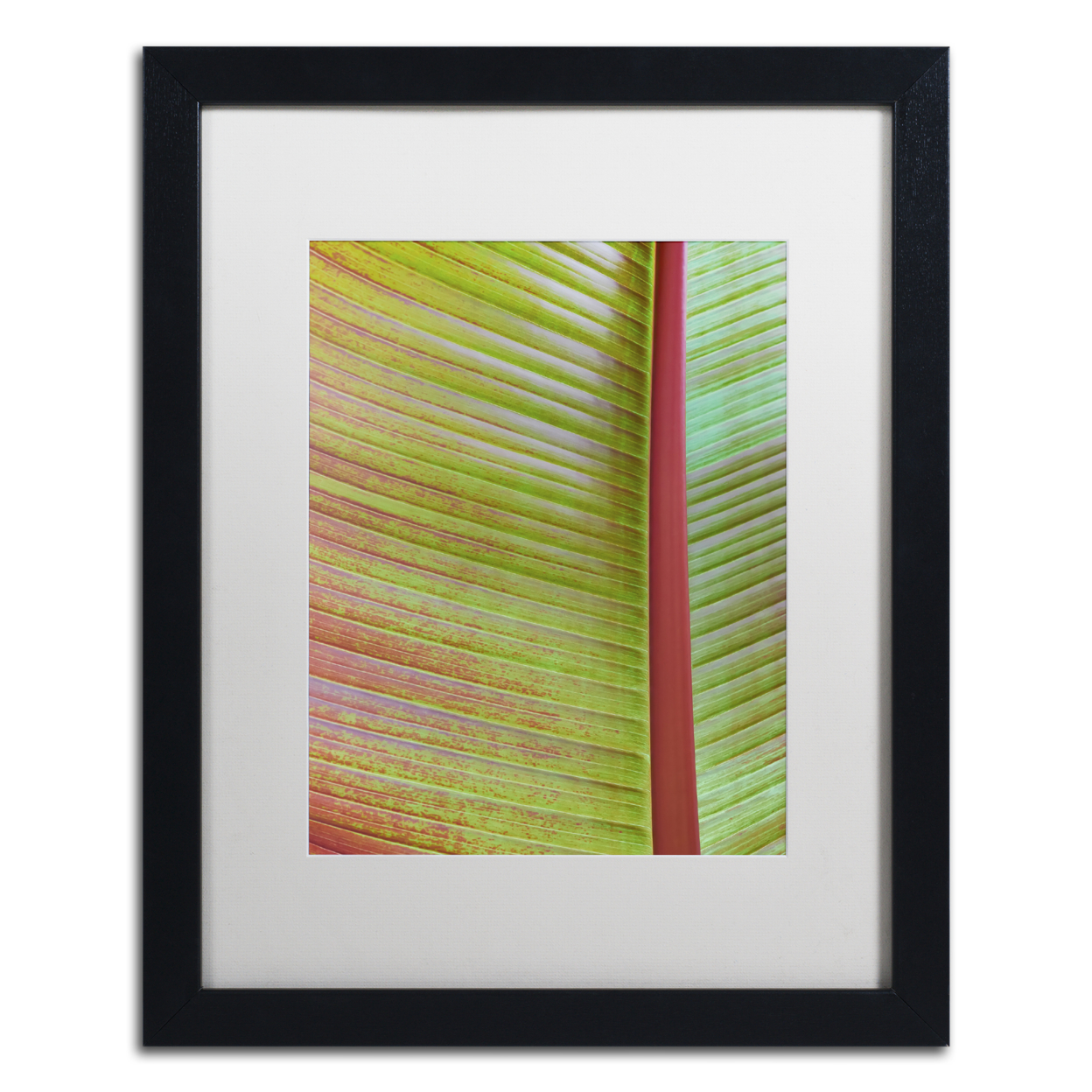 Cora Niele 'Leaf Texture VI' Black Wooden Framed Art 18 X 22 Inches