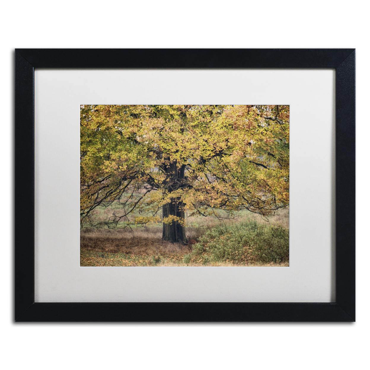 Cora Niele 'Beech Tree' Black Wooden Framed Art 18 X 22 Inches