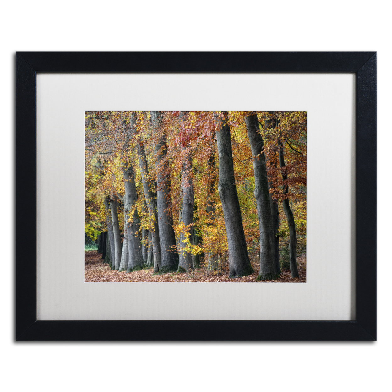 Cora Niele 'Autumn Beeches I' Black Wooden Framed Art 18 X 22 Inches