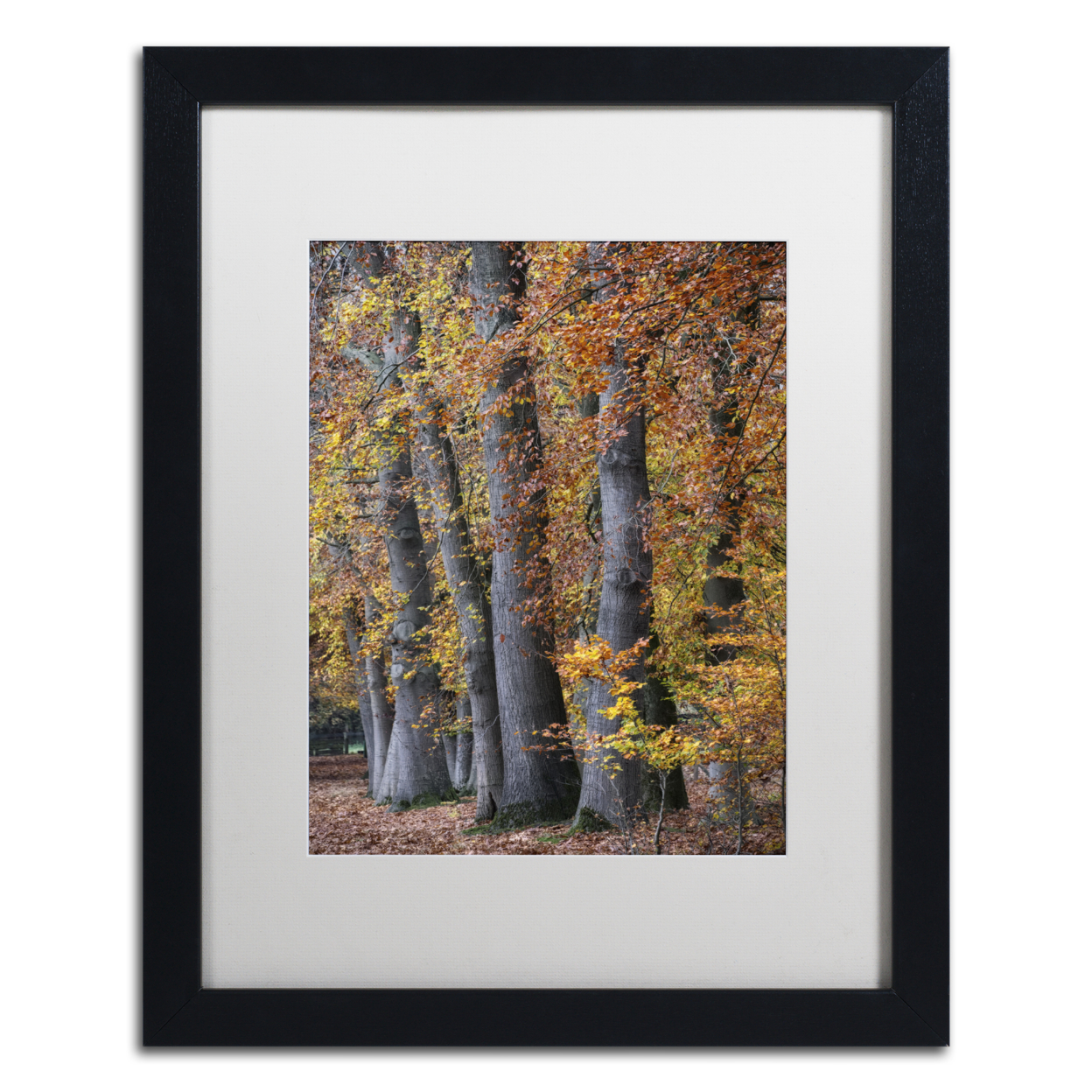 Cora Niele 'Autumn Beeches II' Black Wooden Framed Art 18 X 22 Inches