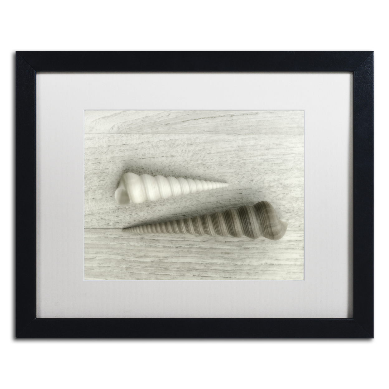 Cora Niele 'Sea Snail Shells' Black Wooden Framed Art 18 X 22 Inches