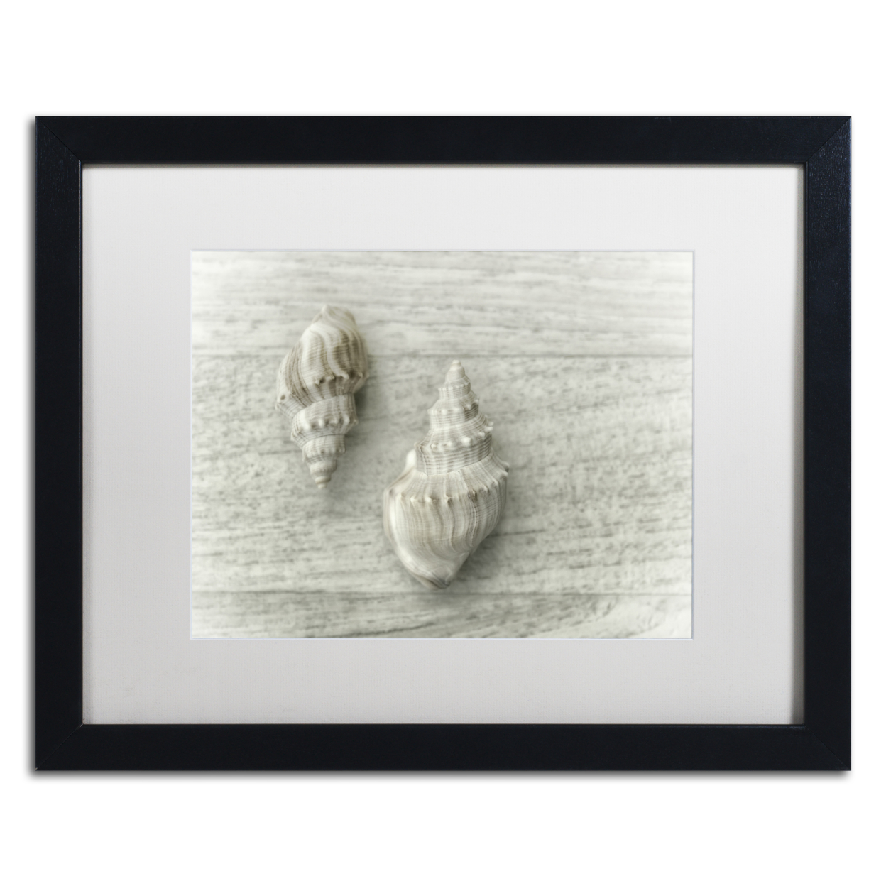 Cora Niele 'Two Cancellaria Shells' Black Wooden Framed Art 18 X 22 Inches