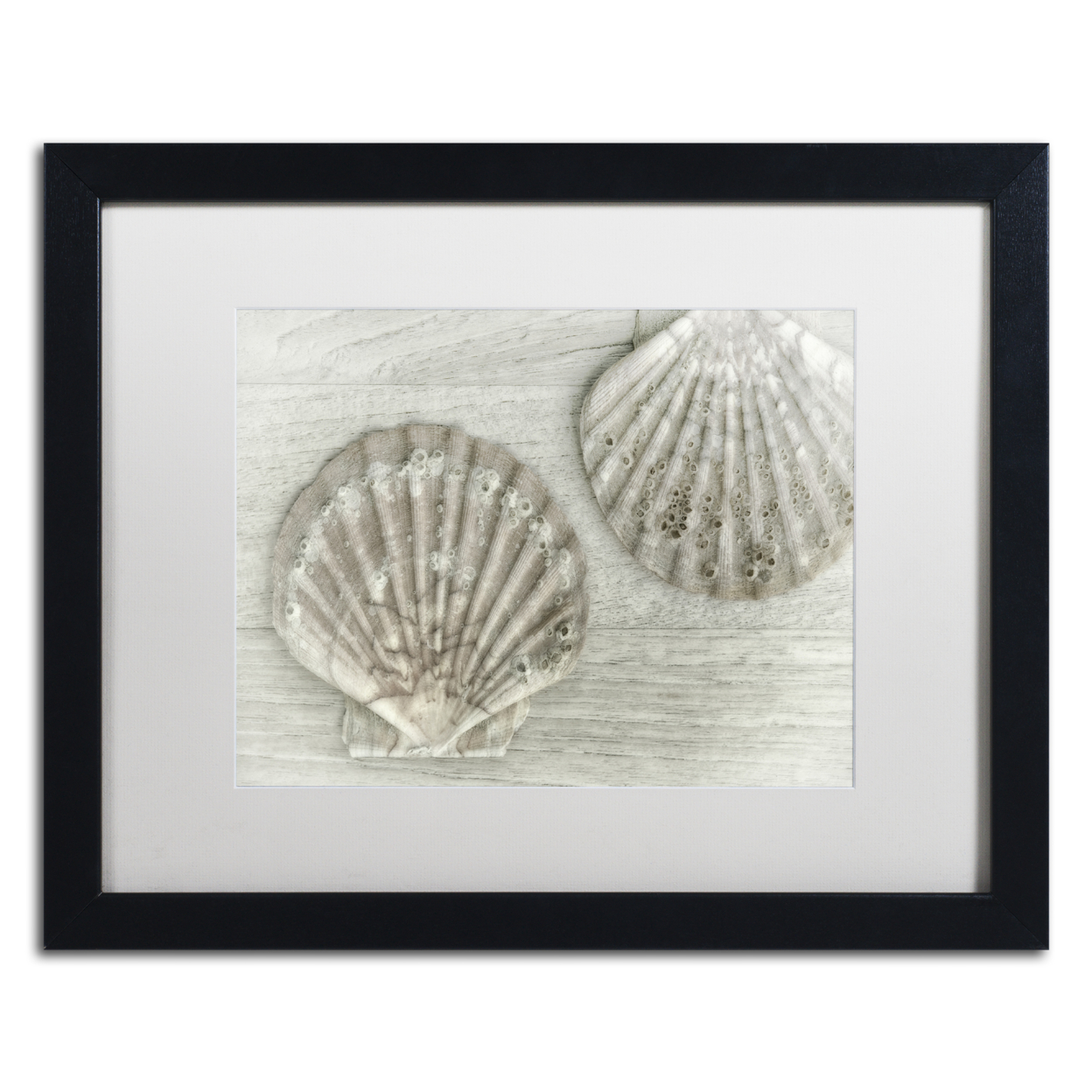 Cora Niele 'Two King Scallop Shells' Black Wooden Framed Art 18 X 22 Inches