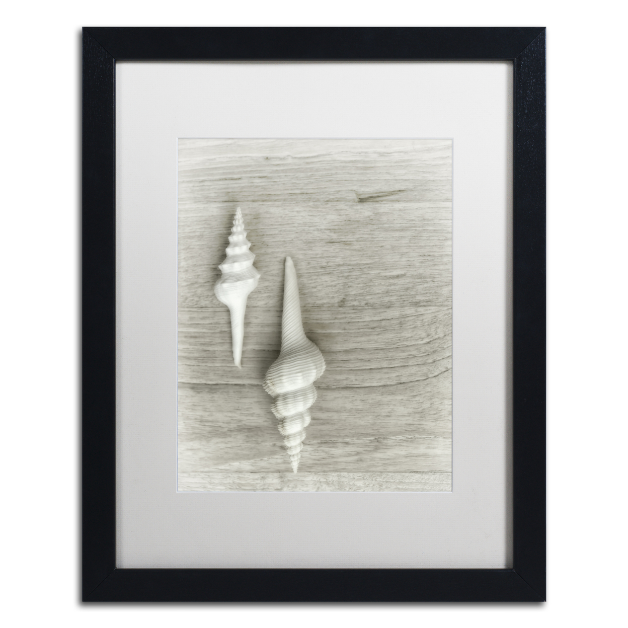 Cora Niele 'Two White Shells' Black Wooden Framed Art 18 X 22 Inches