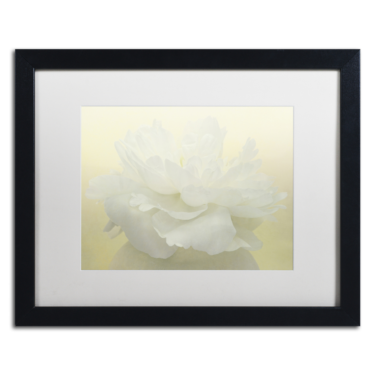 Cora Niele 'Pure White Peony' Black Wooden Framed Art 18 X 22 Inches