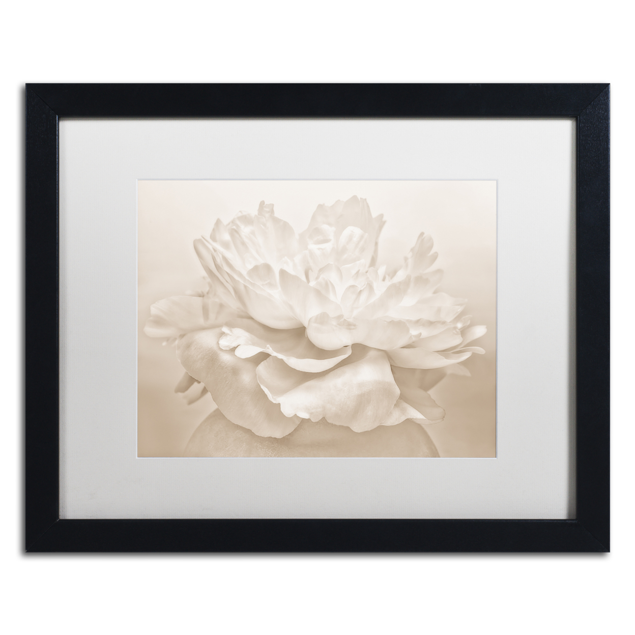 Cora Niele 'White Peony' Black Wooden Framed Art 18 X 22 Inches