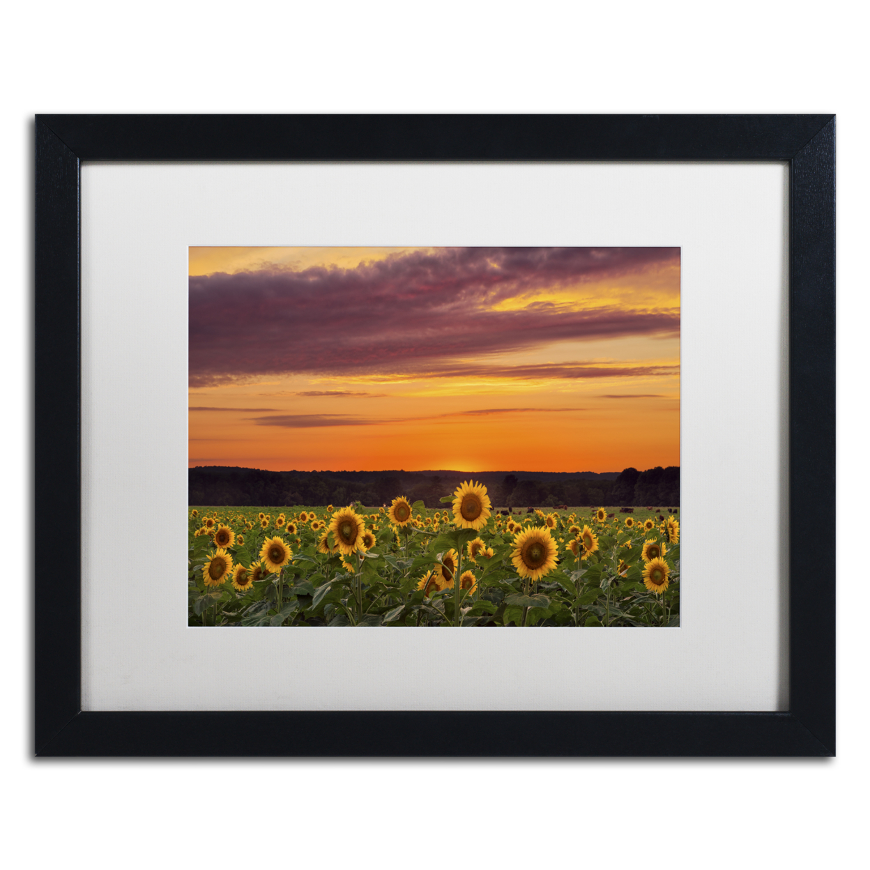 Michael Blanchette Photography 'Sunflower Sunset' Black Wooden Framed Art 18 X 22 Inches