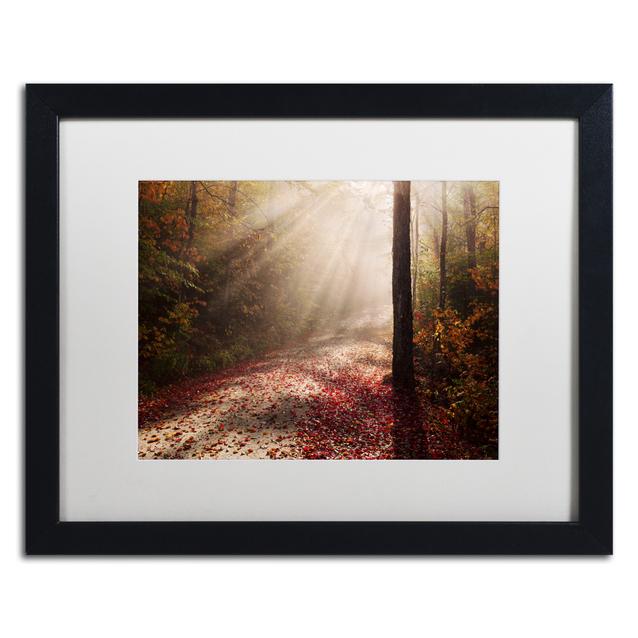 Michael Blanchette Photography 'Light In The Forest' Black Wooden Framed Art 18 X 22 Inches