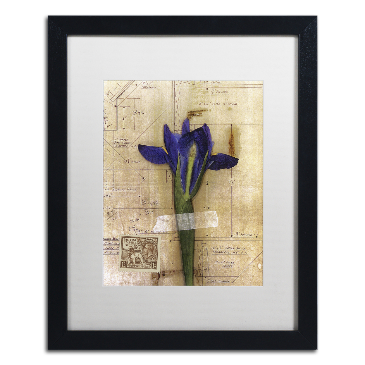 Nick Bantock 'Iris Plan' Black Wooden Framed Art 18 X 22 Inches