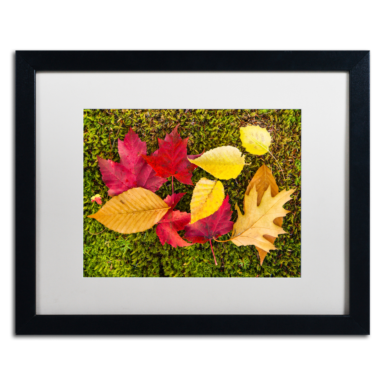 Michael Blanchette Photography 'Leaves On Moss' Black Wooden Framed Art 18 X 22 Inches