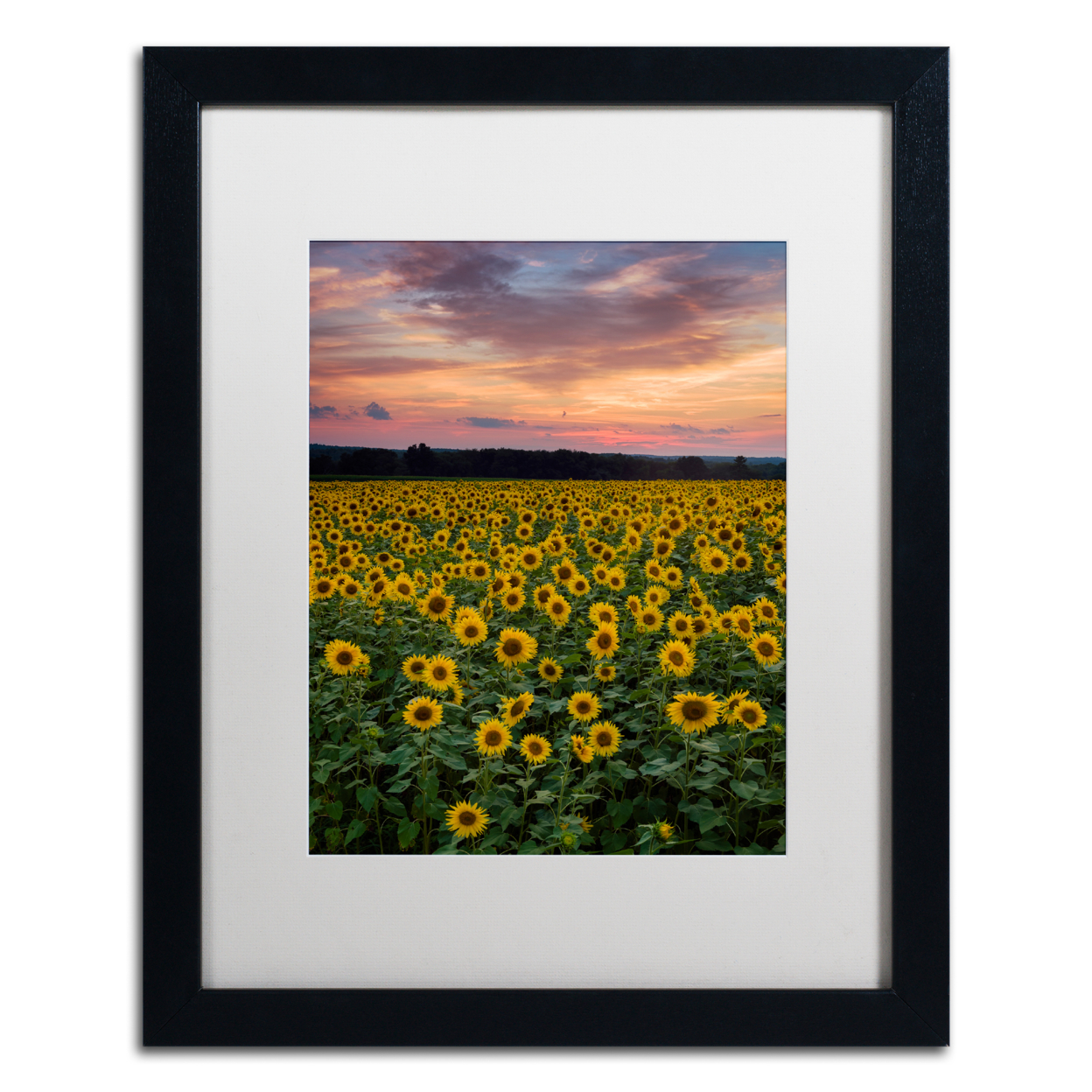 Michael Blanchette Photography 'Sunflowers' Black Wooden Framed Art 18 X 22 Inches