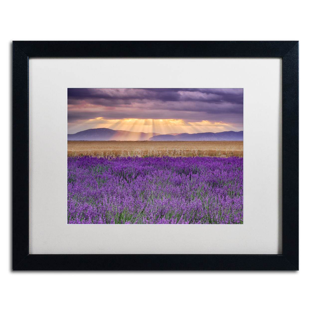 Michael Blanchette Photography 'Lavender Sunbeams' Black Wooden Framed Art 18 X 22 Inches