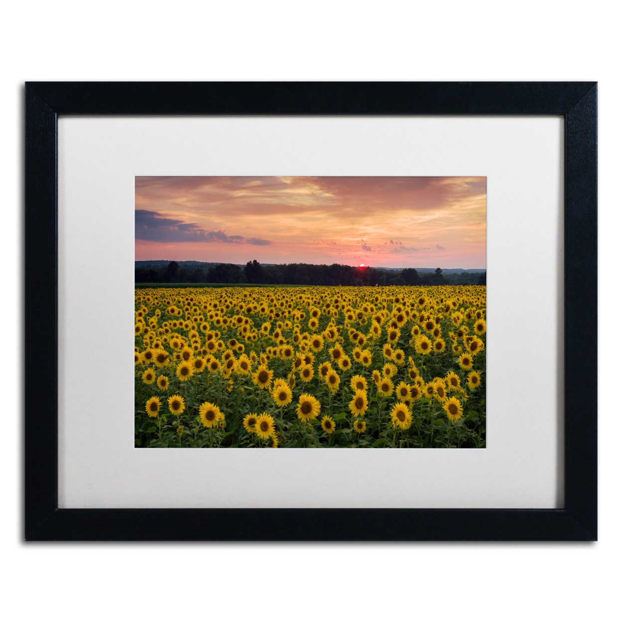 Michael Blanchette Photography 'Sunflower Taps' Black Wooden Framed Art 18 X 22 Inches