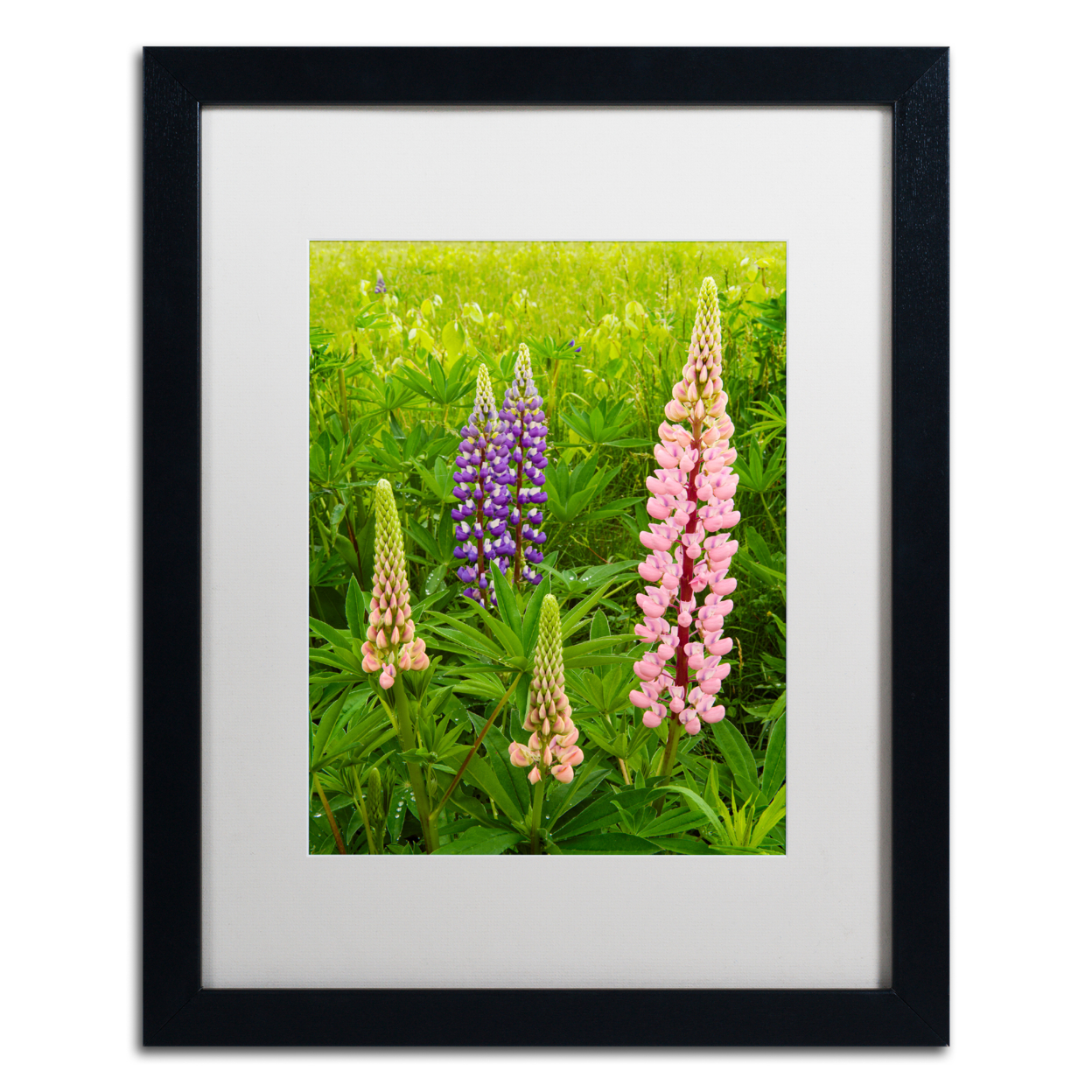 Michael Blanchette Photography 'Lupine Family' Black Wooden Framed Art 18 X 22 Inches