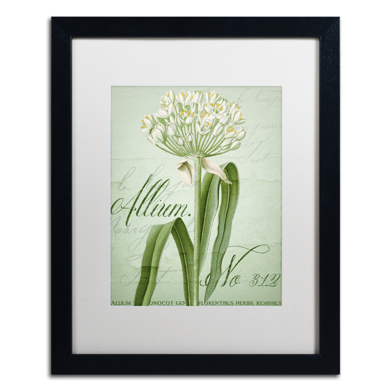 Color Bakery 'Allium I' Black Wooden Framed Art 18 X 22 Inches