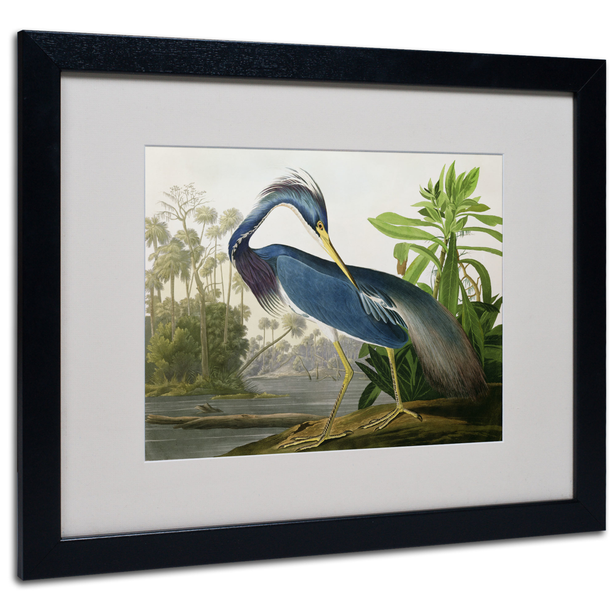 John James Audubon 'Louisiana Heron' Black Wooden Framed Art 18 X 22 Inches