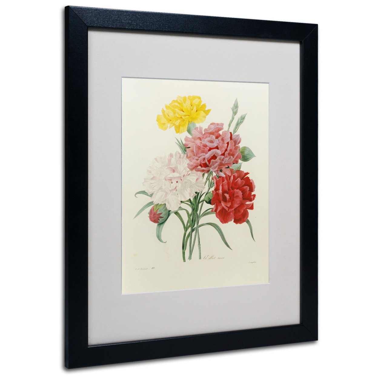 Joseph Redoute 'Carnations From Choix' Black Wooden Framed Art 18 X 22 Inches